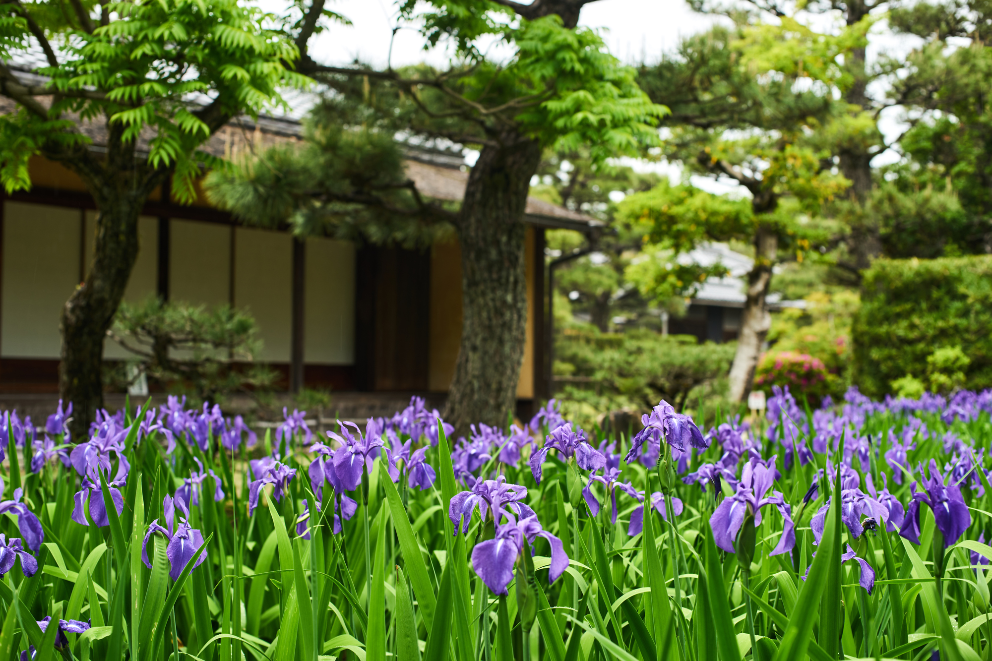 養翠園